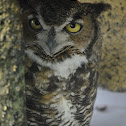 Great Horned Owl