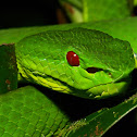 Chinese Green Tree Pit Viper