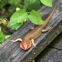 Broad-headed Skink