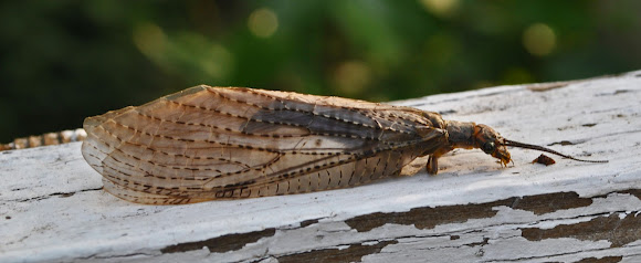 Spotting Image 1