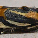 Black-dotted Spragueia Moth