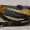 Black-dotted Spragueia Moth