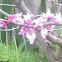 Western redbud