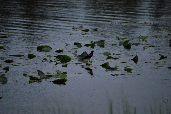 Spotting Image 1