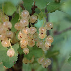 Snow gooseberry