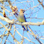 Cedar Waxwing