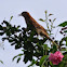 Brown Thrasher and baby