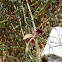 Gall on Haloxylon salicornicum