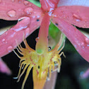 Epidendrum hybrid
