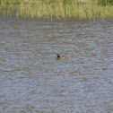 Ring-necked Duck (Hen)