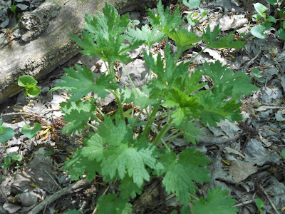 Help Image 2