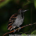 Wing-banded Antbird