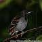 Wing-banded Antbird