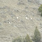 Mountain Goat