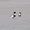 Shelduck; Tarro Blanco