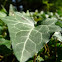 English Ivy