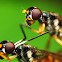 Stilt-legged fly