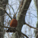 American Robin