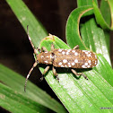 Beetle