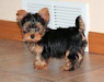 Cachorros Yorkshire Terrier Listo Ahora