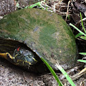 Red Eared Slider