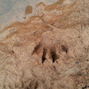 Raccoon (tracks)