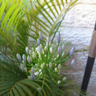 Lily of the Nile