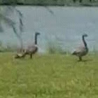Canadian Geese