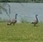 Spotting Image 1