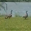 Canadian Geese