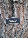 Ulmus Pumila L Siberian Elm