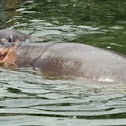 Hippopotamus 