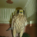 Common Kestrel