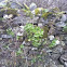 umbilicus pendulinus