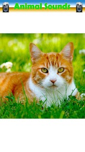 How to mod Animal Sounds 2.0 mod apk for laptop