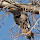 Birds of the National Parks - Adventure Bus tours