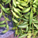 String Of Bananas hanging Succulent Plant