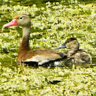 Black-bellied Whistling Duck
