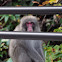 Japanese macaque
