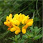 Common Birds-foot-trefoil  Lotus corniculatus