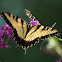 Eastern Tiger Swallowtail