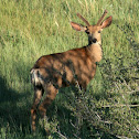 Mule Deer