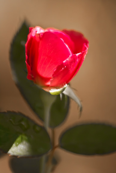 Spotting Image 1