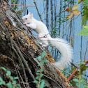 white squirrel