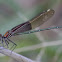 American Rubyspot Damselfly (male)