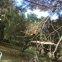 Banded garden spider