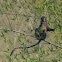 Phayres langur