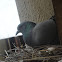 pigeion