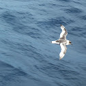 Antarctic Petrel
