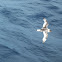 Antarctic Petrel